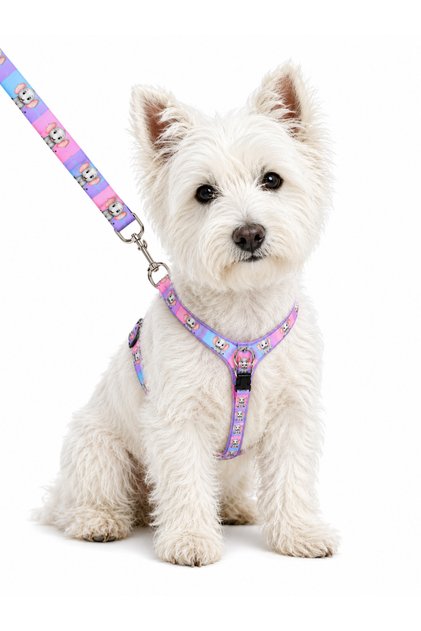 Dog Chest Harness and Walking Strap Set