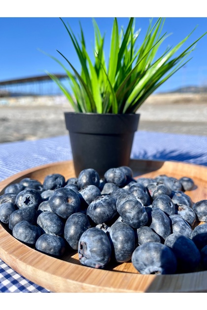 ALANYADAN TROPİKAL Pestisit Analizli Yerli Yaban Mersini 125gr
