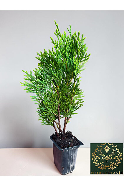 YILDIZ BOTANİK 10 Adet Smaragd Mazı Fidanı Çit Bitkisi Thuja