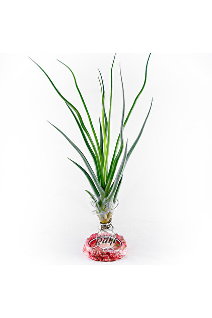 Gurme Bitki Tillandsia - Wallisia Cyanea (L) - Köksüz Hava Bitkisi