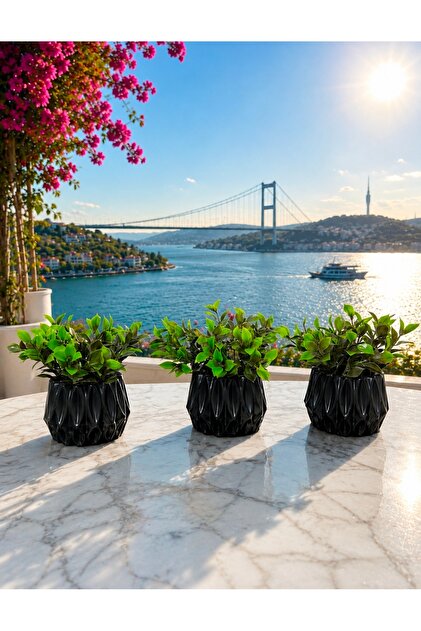 3 prizma siyah saksı ve 3 yeşil yapraklı bitkiler raf ofis premium