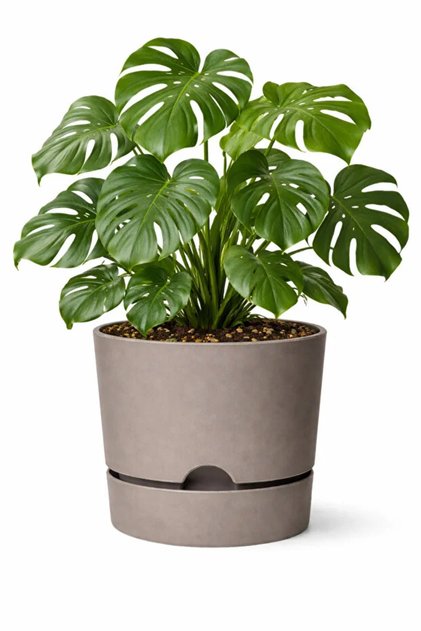 Begonya 3.3 Lt Bej renk Krem Saksı ağız Çapı 18cm Yükseklik 17.5 Cm