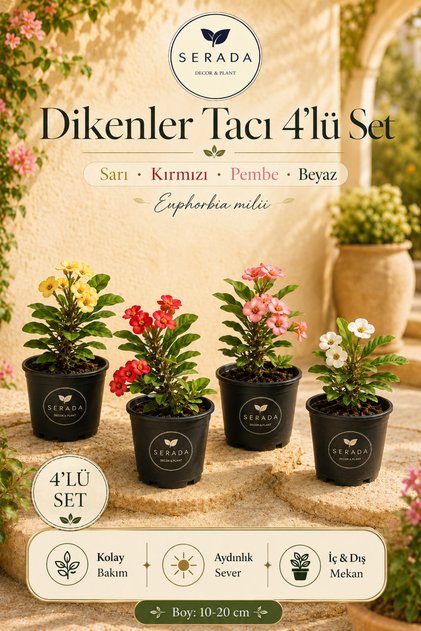 4 Adet Dikenler Tacı Sarı-kırmızı-pembe-beyaz Doğa Flora
