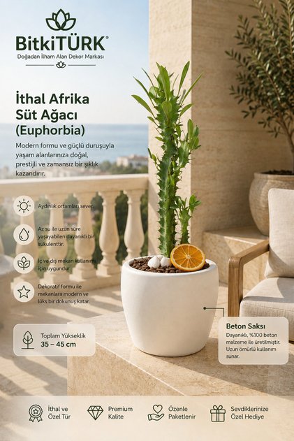 - Süt ağacı( 40_60 cm) euphorbia trigon Kaktüs