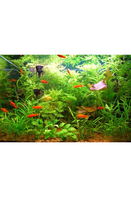 Tub de iluminat LED pentru acvariu 2x50cm, lampă LED cu spectru complet pentru creștere.