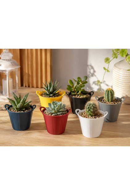 Kaktüs Sukulent Mini Saksı 6lı Karışık Renk