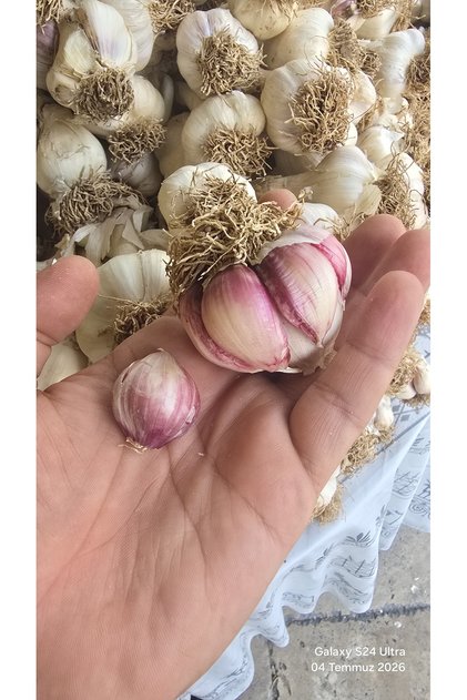 ŞİFAZADE Coğrafi İşaretli Taşköprü Sarımsağı - Yeni Sezon Yerli Üretim (1 KG)
