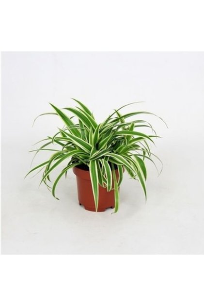 Kurdele Çiçeği (Chlorophytum) 10-20 cm