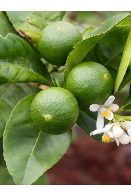 Misket Lime Limon Fidanı Mini Limon Fidanı Misket Lime Fidanı (TÜPLÜ)