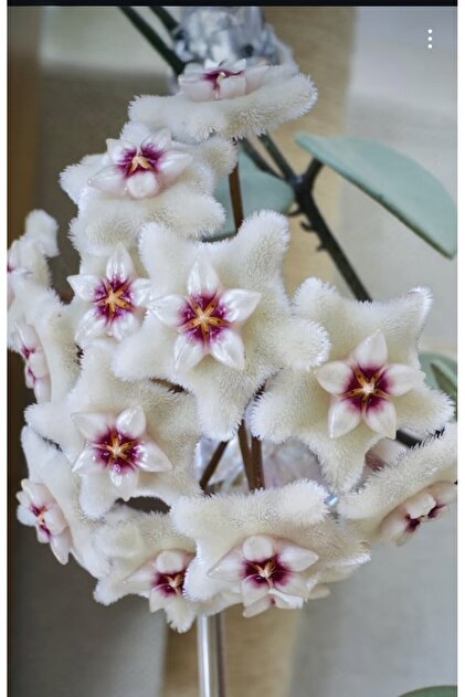 SİMAN BOTANİK Hoya Mathilde Silver 'Grey Fairy' Mum Çiçeği