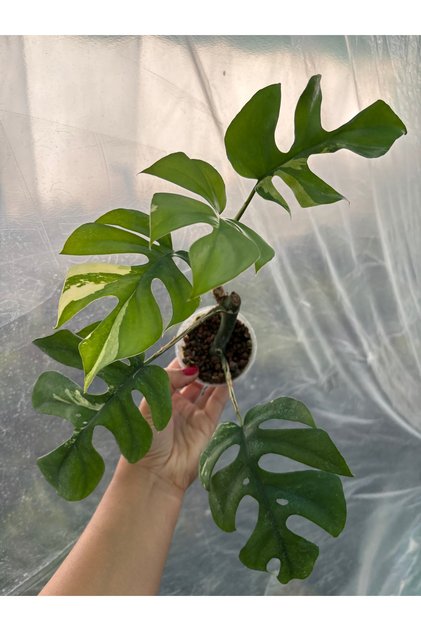 Monstera Minima Deliciosa Albo Variegata