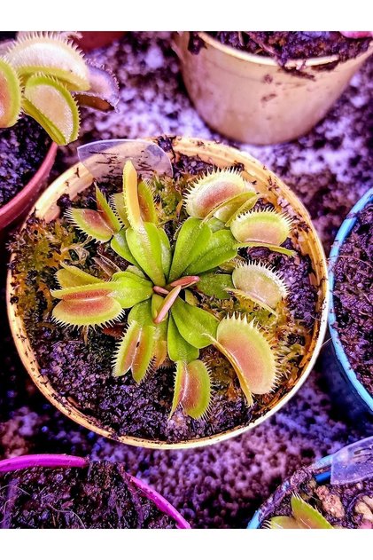 Özel Tür Dionaea Muscipula "brutal Shark" Sinek Kapan Etobur Bitki Venus Fly Trap
