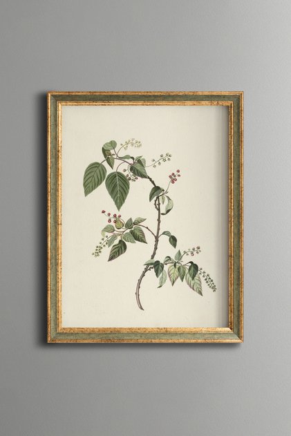 Wild Berry Branch Illustration - Vintage Patterned Frame - Thin Model