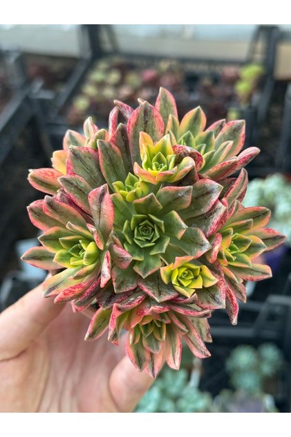 Aeonium Sweat Tea Variegata Kore ithal koleksiyonluk özel tür sukulent 9cm saksıda
