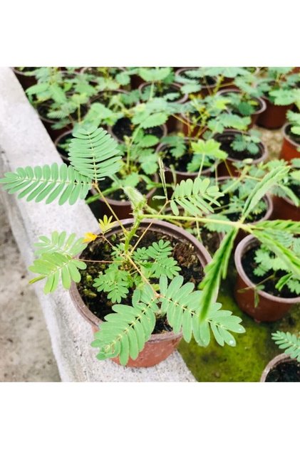 Küstüm Çiçeği Mimosa Pudica Fidanı 10-20 cm
