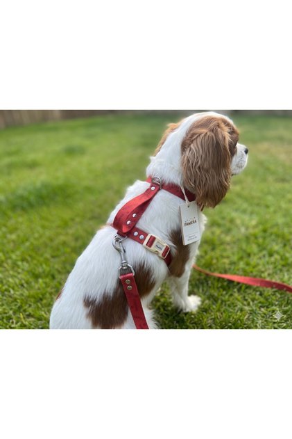 Functional Soft Textured Dog Harness Set - Adjustable Sturdy Walking Strap