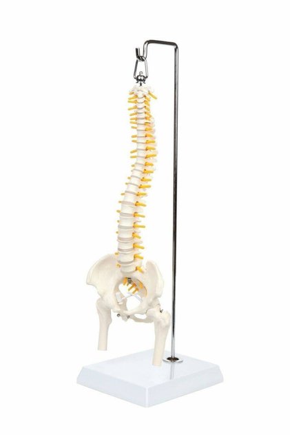 Esnek Omurga Modeli, Femur Başlı, 45 cm - Omurga Maketi