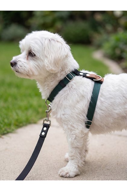Dog Chest Harness Adjustable Small & Small Breed H Type Column Cord Green & Black