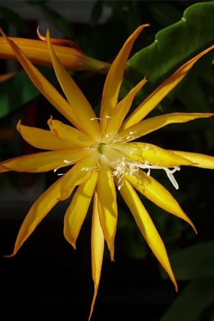Epiphyllum Fruhlingsgold