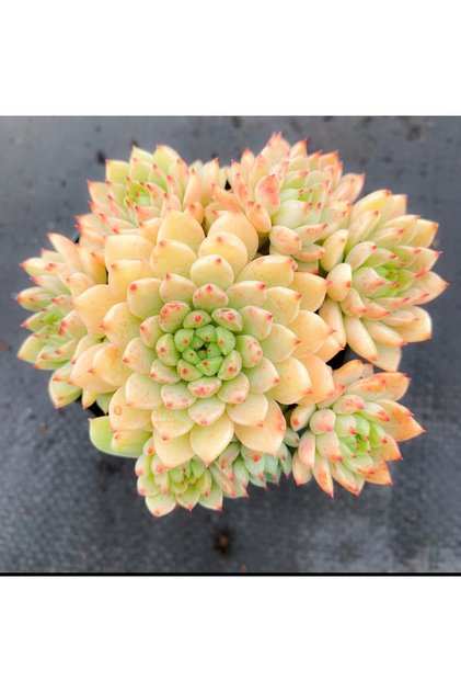 Graptoveria Mebina X Silverstar Kore ithal özel tür sukulent 5,5cm saksıda