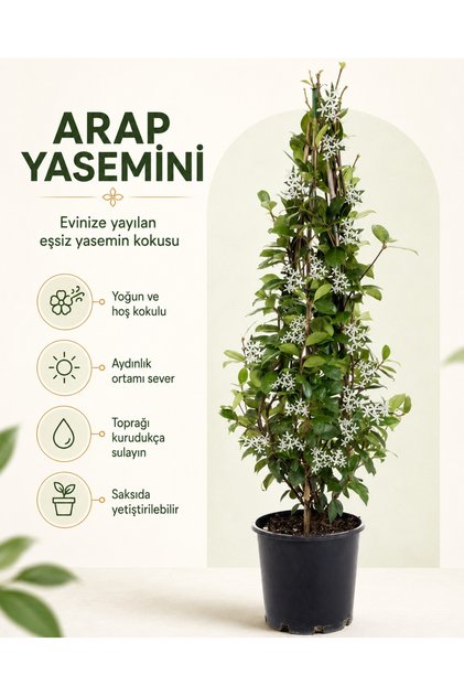 Arap Yasemini – Jasminum sambac – 15 cm Saksı