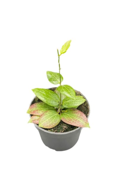 Hoya fitchii Ø9cm