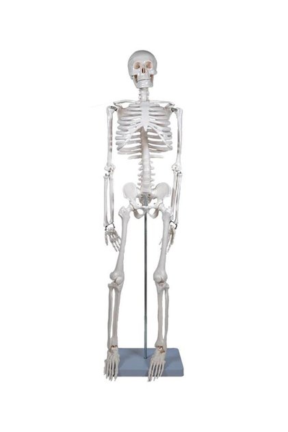 İskelet Modeli 85 Cm