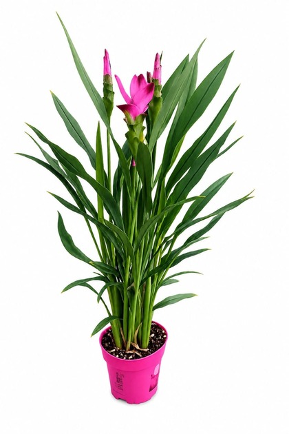 Siyam Lalesi Zerdeçal Çiçeği Curcuma Alismatifolia 14 cm Saksı 40-50 cm Boy Dekoratif bitki