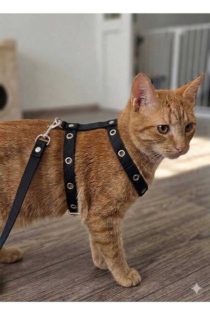 Escape-Proof, Bird-Eye-Proof, Durable, Adjustable, Cat Mini Breed Dog Harness Set Cat Harness, Cat Walking Leash, Cat Waist Leash, Cat Leash and Harness