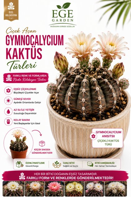 Nadir tür Gymnocalycium Anisitsii Kaktüs – Çiçek Açan Dekoratif Tür