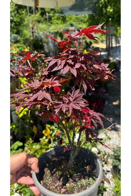 tnc garden groups Kırmızı Yapraklı Japon Akçaağaç Acer Palmatum