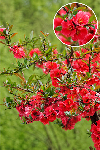 Vasada Japon Ayvası Fidanı Chaenomeles Japonica (Cydonia Japonica
