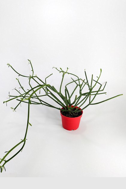 Euphorbia Tirucalli Kalem Kaktüs Özel Tür Nadide Kaktus Tekli Kaktüs 8.5 Cm Saksıda
