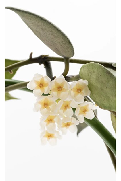 Hoya Lacunosa White Pearl Mum Çiçeği