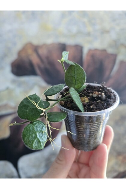 Dischidia Hirsuta Giant