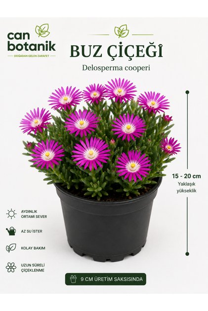 Rozet BUZ ÇİÇEĞİ