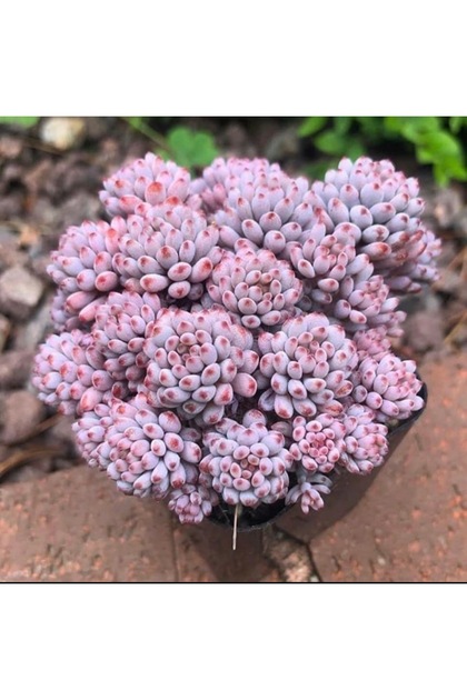 Graptopetalum Blue Bean Kore ithal özel tür sukulent 5,5cm saksıda
