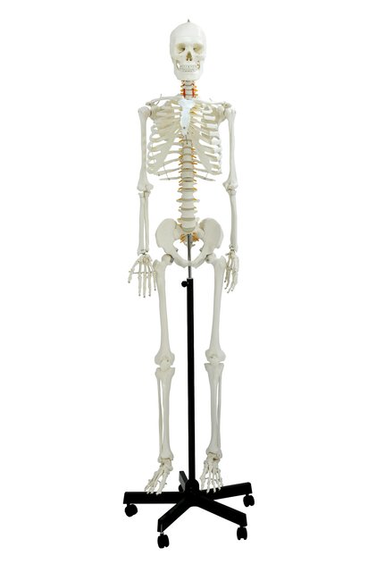 Gerçek Boyutlarında İnsan İskeleti Modeli, Sinir Sistemli -180 cm - İskelet Maketi