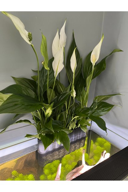 Akvaryum Bitki Saksısı Akvaryum Aksesuar Akvaryum Bitkisi Akvaryum Saksısı
