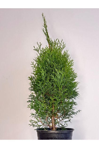 Thuja Smaragd +50 cm la ghiveci