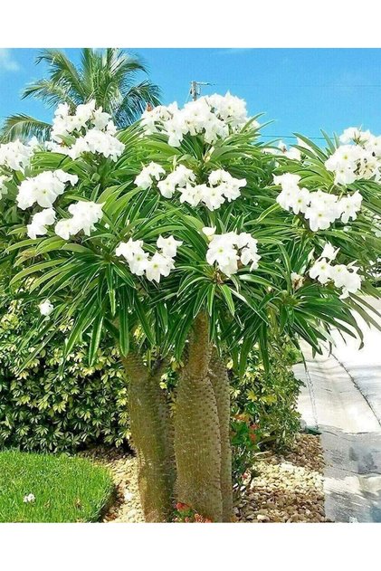 - Pachypodium lamerei - Madagaskar Palmiyesi - Kokulu Beyaz Çiçek - ortalama 20 Cm boyunda