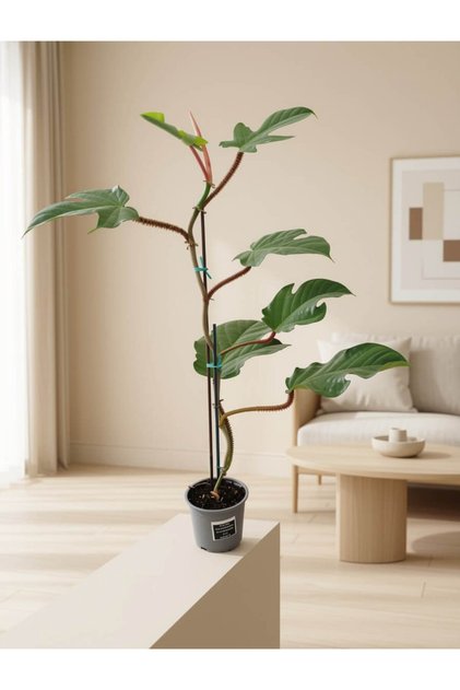 Philodendron squamiferum (Tüylü Saplı Filodendron) 80-85cm