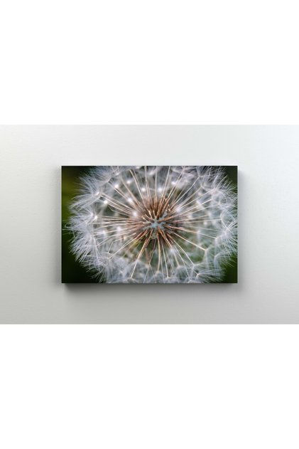 Tablou Canvas - Papadie Vara