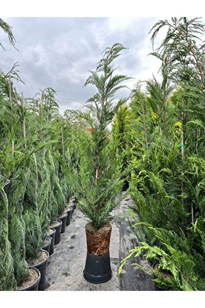 Leylandii 50-70cm