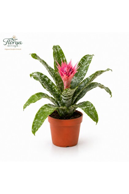 Aechmea Bitkisi Eşmeya Kupa Çiçeği 40-60 cm İthal Canlı Saksıda Salon Bitkisi
