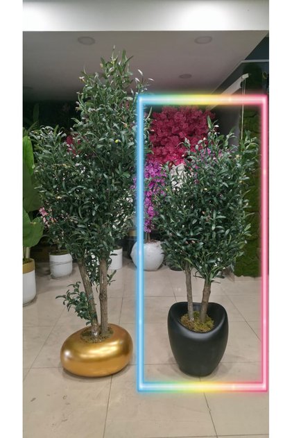 Siyah Hacimli Eğri saksıda Zeytin - 160 cm