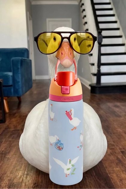 ( Silly Goose 32OZ(945mL))Owala FreeSip Insulated Stainless Steel Water Bottle, With Straw, BPA-Free