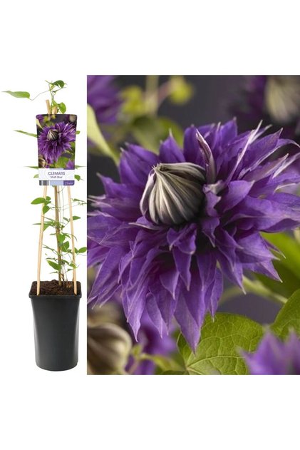 Clematis Multi Blue, H 50 cm