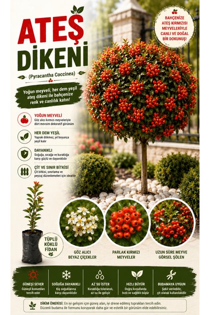 Ateş Dikeni (Pyracantha Coccinea) Fidanı – Kırmızı Meyveli Peyzaj ve Çit Bitkisi – Tüplü Köklü