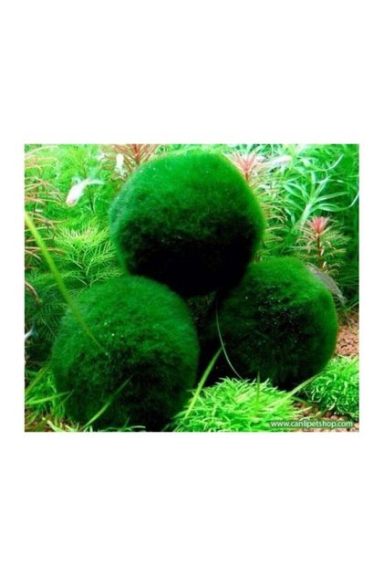 canlipetshop Marimo Şans Yosun Topu (MOSS BALL) 1 Ad Çap 2 Cm - Fiyatı